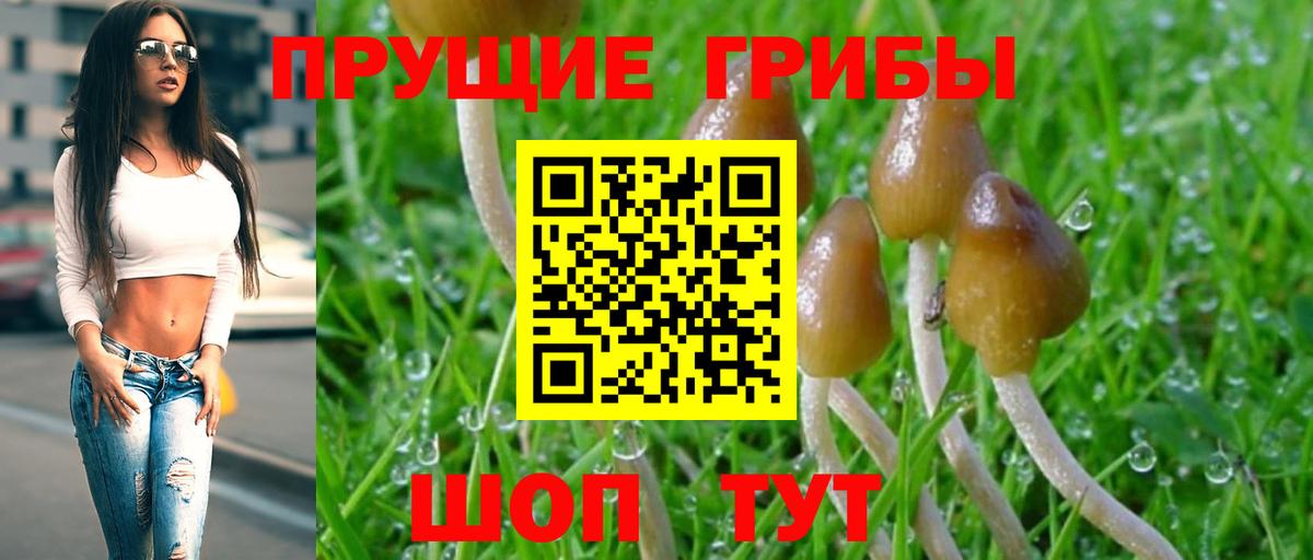 Псилоцибиновые грибы Cubensis Нефтеюганск